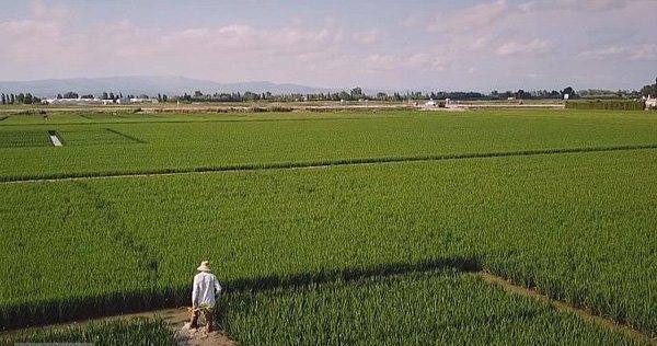 کاهش مصرف آب کشاورزی، با تولید کپسول زیر سطحی
