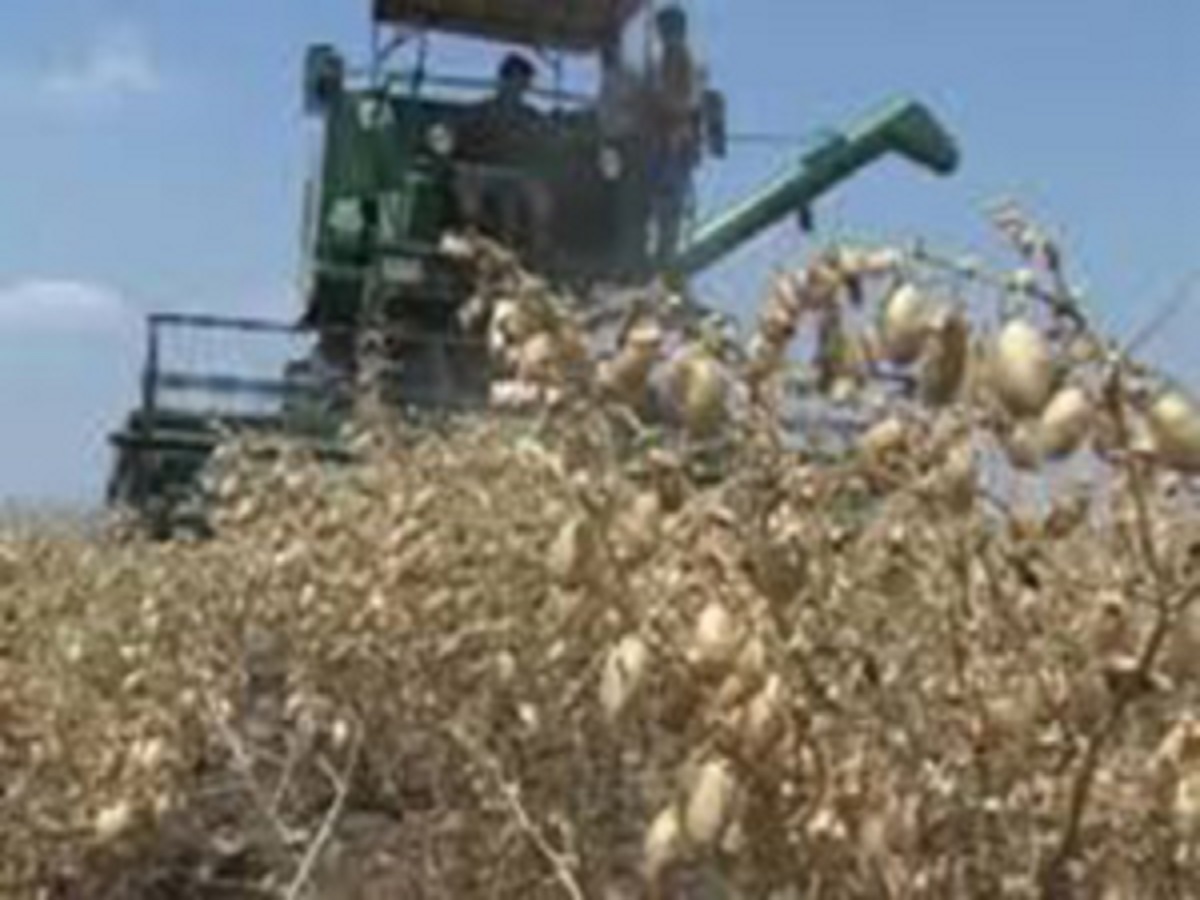 برداشت ۵۸ هزار تن نخود در لرستان پیش بینی می شود