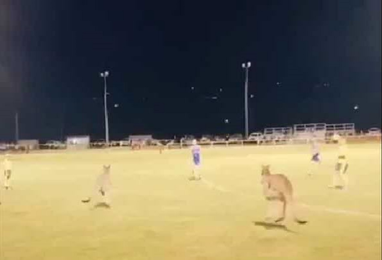 هجوم کانگوروها به زمین فوتبال، حین بازی