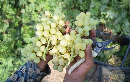 برداشت انگور از تاکستان های فارس