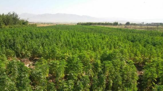 انهدام ۲ هکتار کشت شاهدانه در بخش گیان نهاوند+ تصاویر