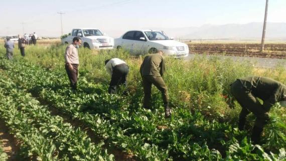 انهدام ۲ هکتار کشت شاهدانه در بخش گیان نهاوند+ تصاویر