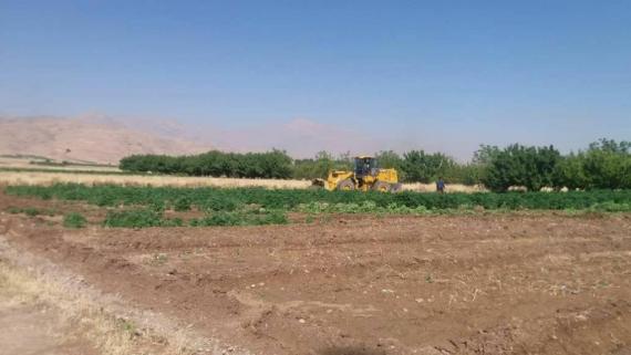انهدام ۲ هکتار کشت شاهدانه در بخش گیان نهاوند+ تصاویر