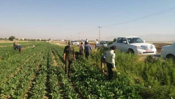 انهدام ۲ هکتار کشت شاهدانه در بخش گیان نهاوند+ تصاویر
