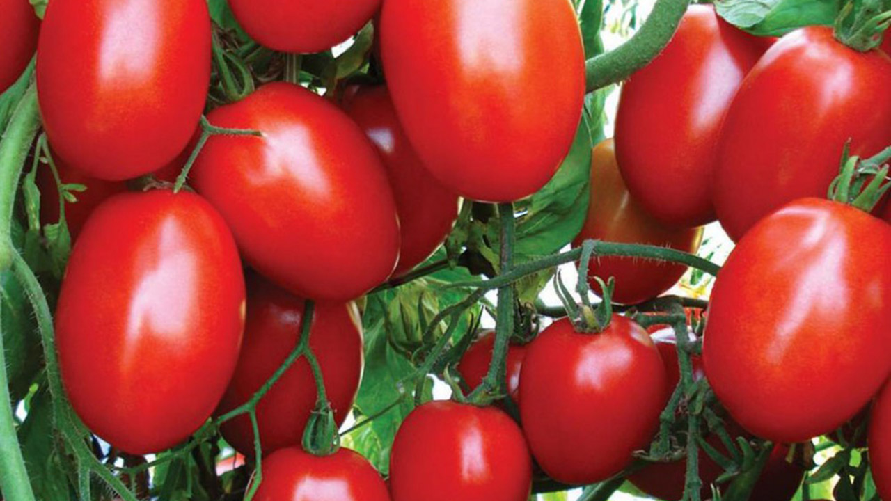 برداشت بیش از ۱۲۰ هزار تن گوجه فرنگی در گلستان