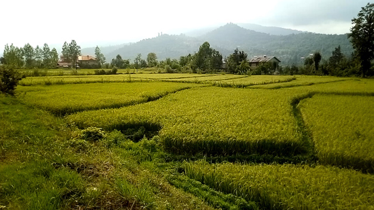 منظره&zwnj;ای زیبا از شالیزار در روستای گسکره + فیلم