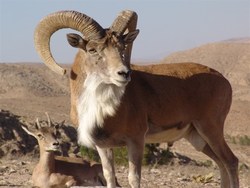 رها سازی یک رأس قوچ وحشی در پارک کامتال جلفا