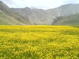 نمایی از دشت زیبای گل در سمیرم + فیلم