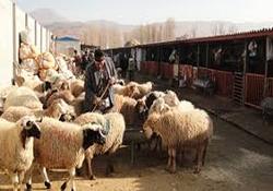 گوسفندهای استان زنجان ژندار گوسفندهای استان زنجان ژندار
