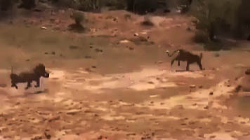 اقدام شجاعانه گراز در نجات دادن فرزندش از دهان پلنگ + فیلم