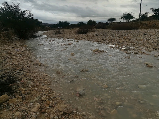 درختان ریسمان نجات&zwnj;بخش جهان هستند