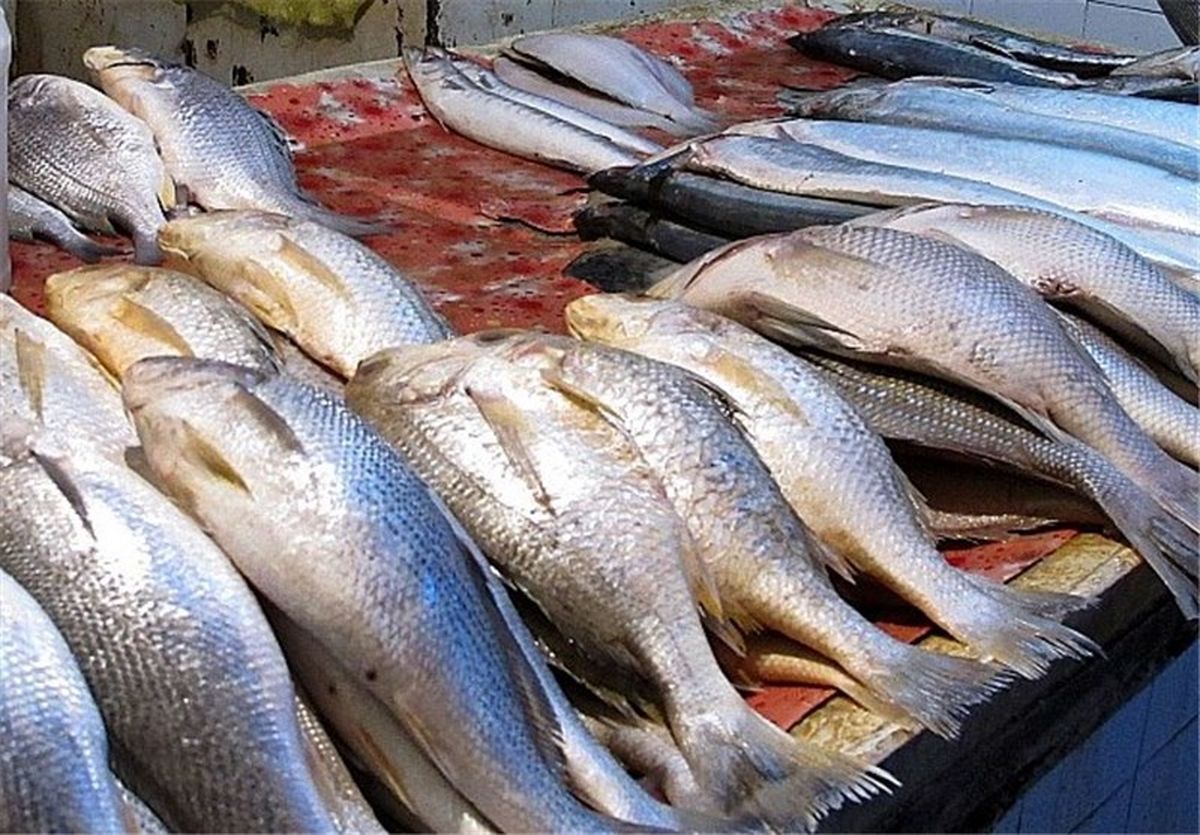 خرید حمایتی محصولات پرورش ماهی در دریا آغاز شد