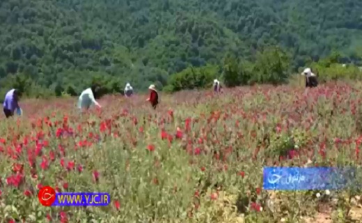 خبری خوش برای خانواده&zwnj;های ایثارگر+فیلم