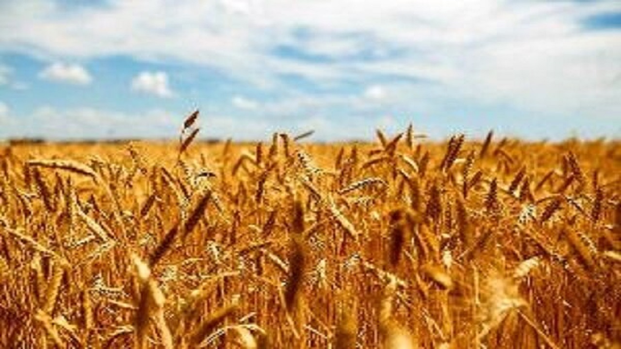 خرید تضمینی گندم از ۳ میلیون و ۸۰۰ هزار تن فراتر رفت
