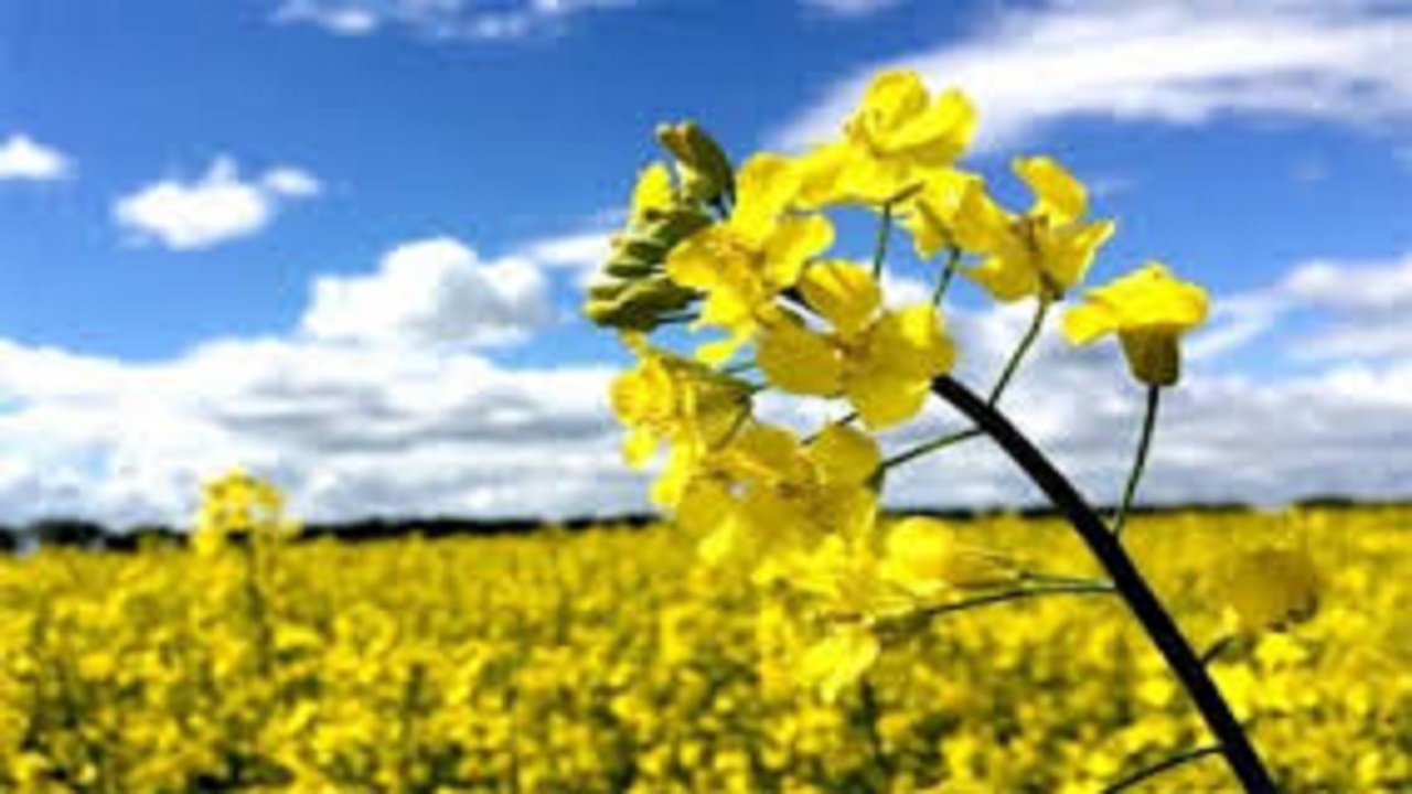 تولید ۴۰۰ تن کلزا در سبزوار