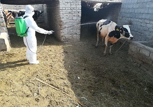 هشدار دامپزشکی کردستان نسبت به شیوع بیماری تب خونریزی دهنده کریمه کنگو