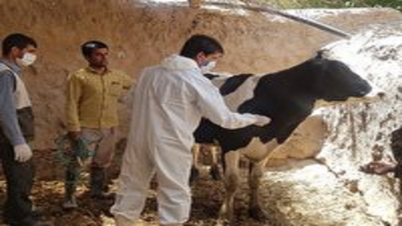 واکسیناسیون طیور بومی و حیوانات اهلی علیه نیوکاسل در زیرکوه