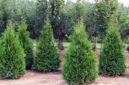 جنگل کاری ۳ میلیون و ۲۰۰ هزار هکتار از اراضی بیابانی اصفهان