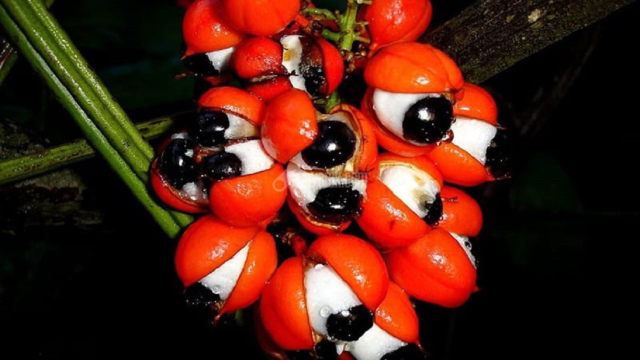 حقایق تاریخی درباره گوارانا