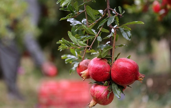 کشاورزی 