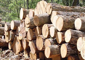 بیش از ۲۵ تن چوب قاچاق در قم کشف و ضبط شد