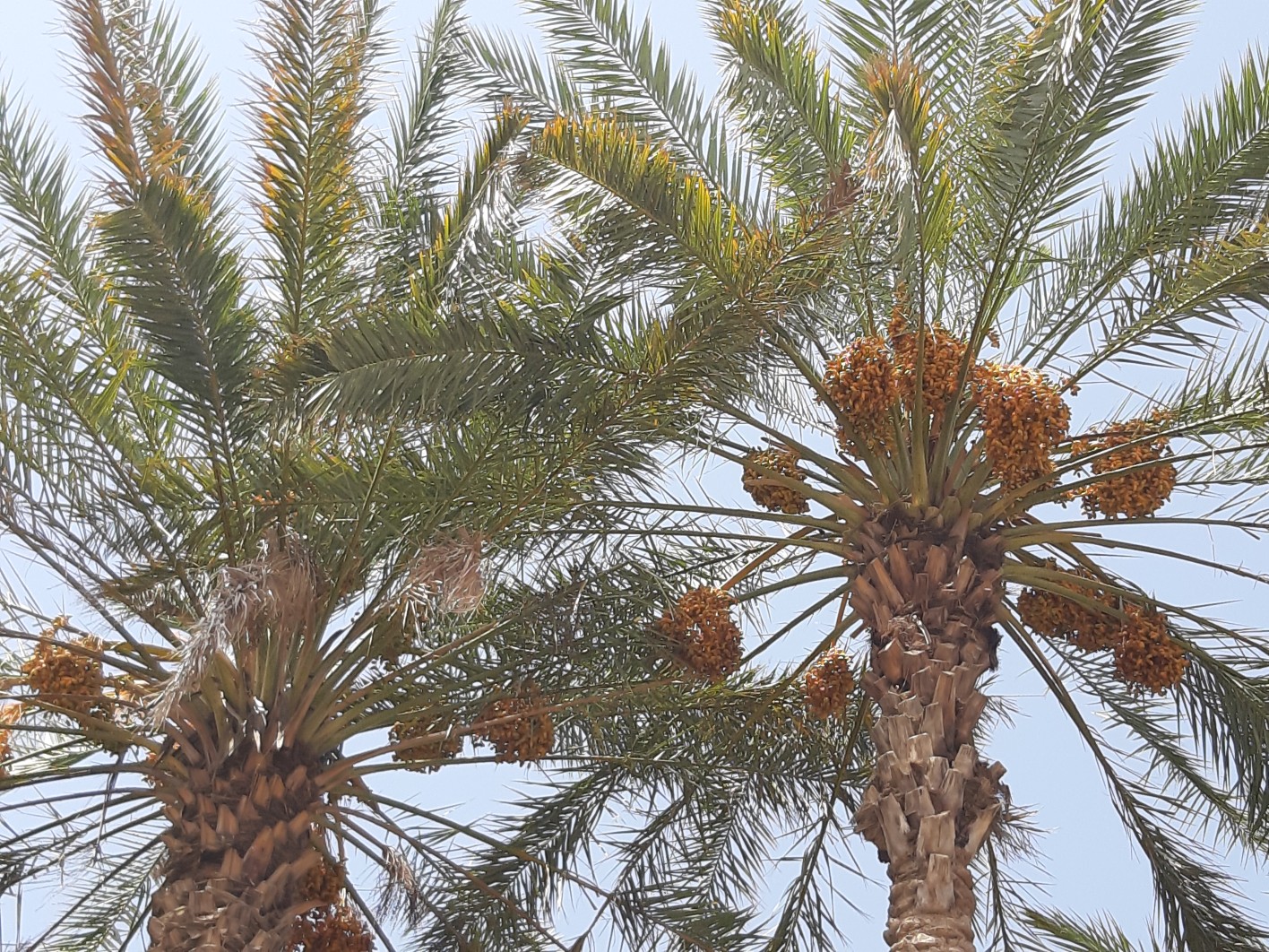 بازار با رطب نوبرانه منوجان شیرین شد