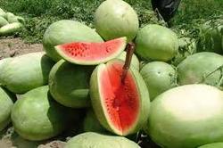 خرید &laquo;هندوانه به شرط چاقو&raquo; و خطر ابتلا به کرونا