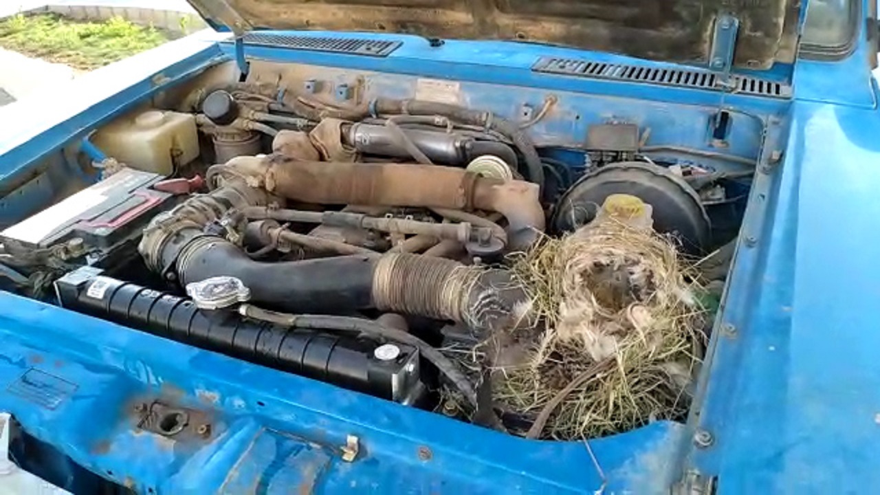 خودروی یک دهیار که تبدیل به لانه گنجشک شد! + فیلم