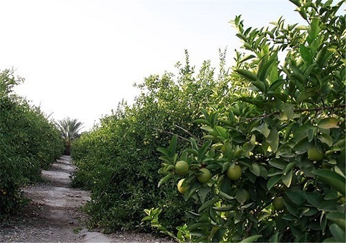 عملیات بیولوژیک مبارزه با آفت مرکبات در کهگیلویه آغاز شد