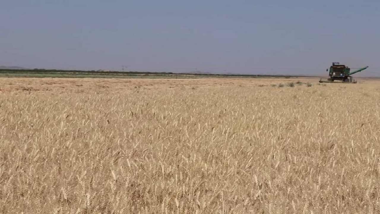 پیش بینی برداشت بیش از سه هزار تن گندم در گناباد