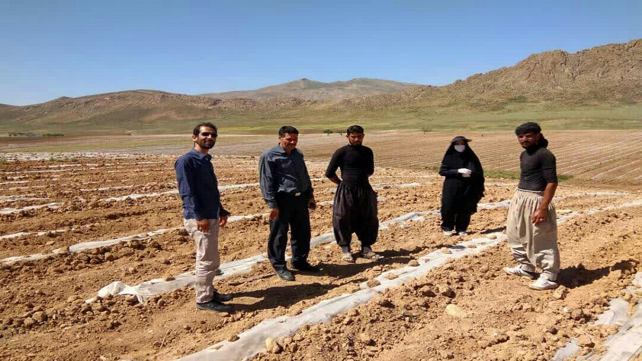 کشت زیر پلاستیک محصولات جالیزی برای اولین بار در سودجان