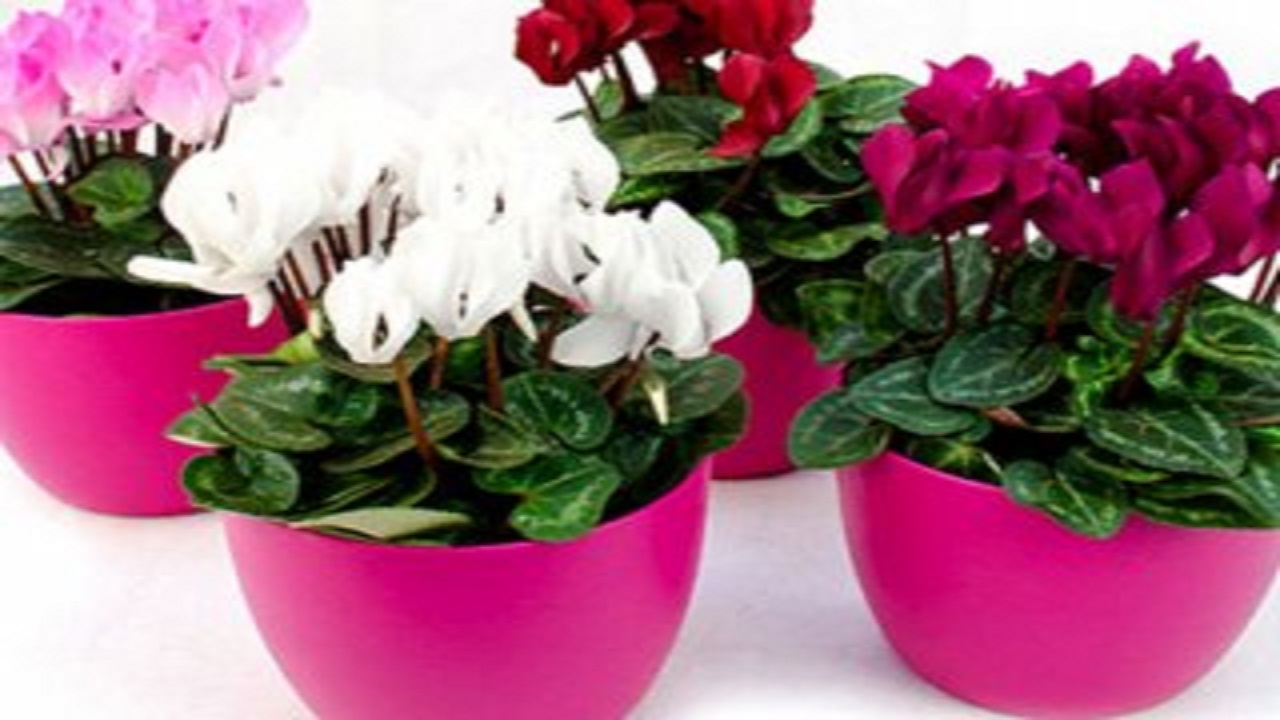 تکنیک‌های نگهداری از گیاهان آپارتمانی