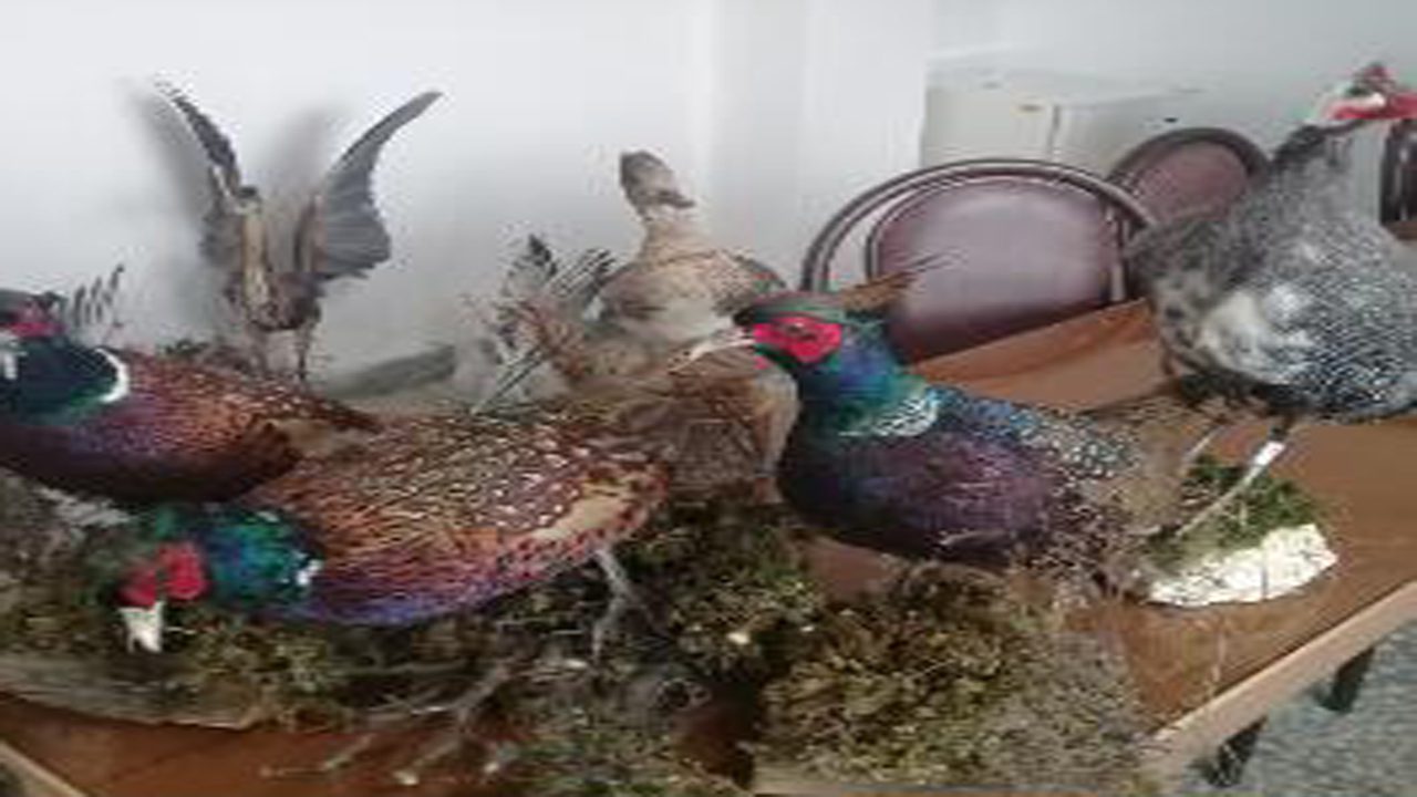 کشف ۶۷ قطعه پرنده تاکسیدرمی شده در آمل