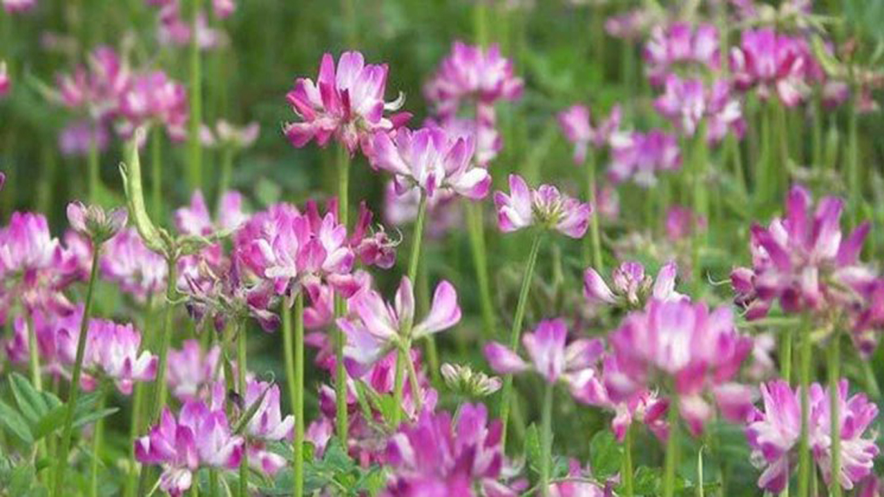 خواص درمانی «گون» و ارزش غذایی بی‌شمار آن