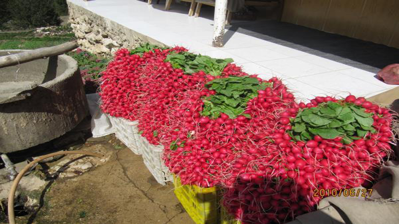 کشت ۳۵۰ هکتاری سبزی ارگانیک در ارتفاعات آمل