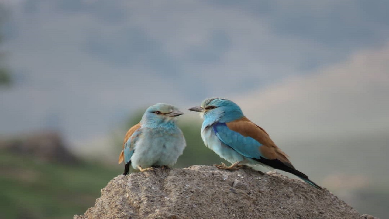 پرنده ای زیبا در دل طبیعت