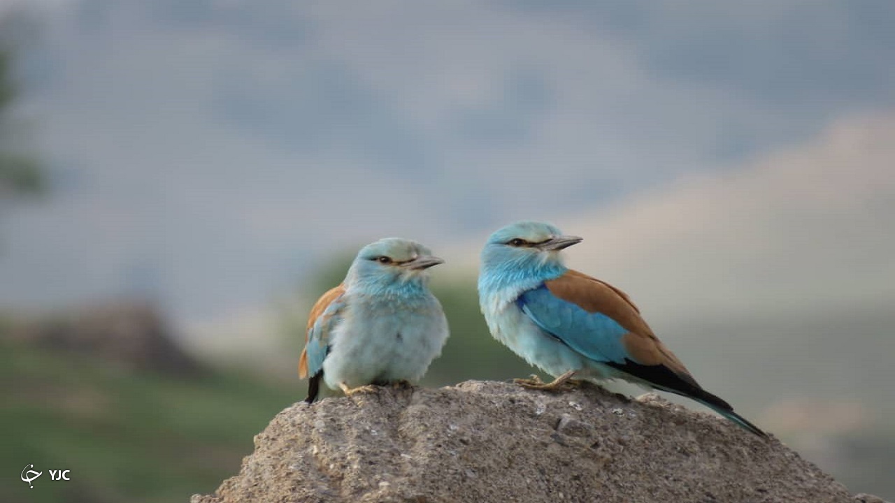 پرنده ای زیبا در دل طبیعت