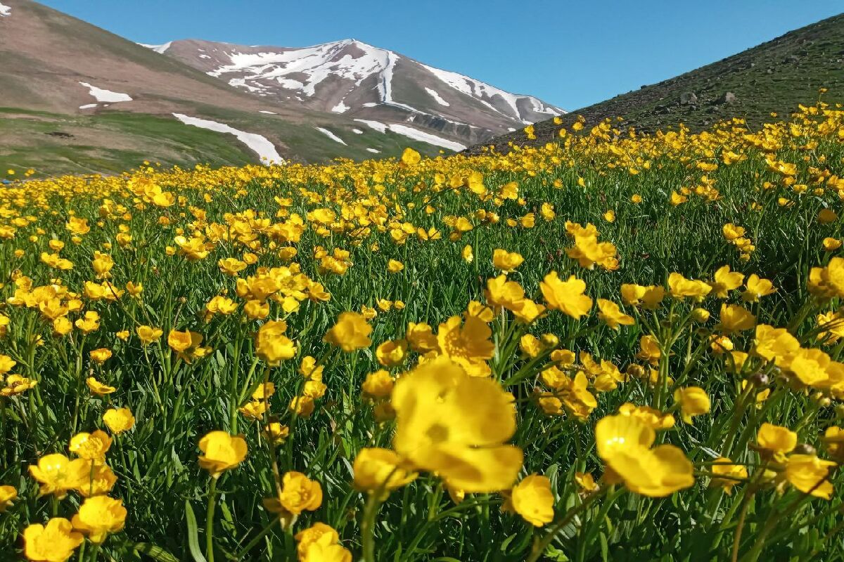ماجرای دارو&zwnj;های تاریخ گذشته کنار جاده چیست؟/ معادنی که زیستگاه&zwnj;های حیات وحش را نابود می&zwnj;کنند/تابستان کم آب زیر سایه کولرهای آبی