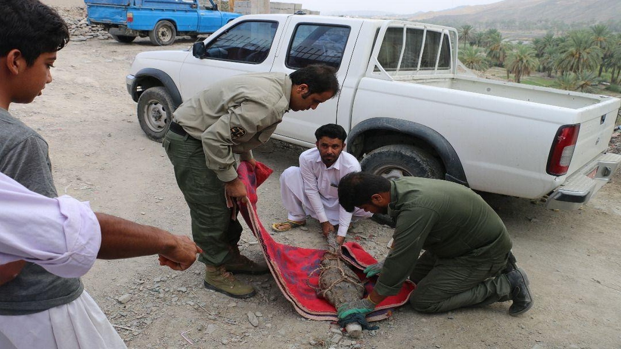 گاندوی سرگردان در سرباز به خانه بازگشت