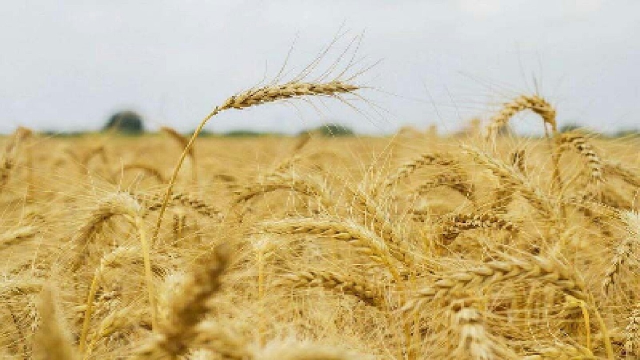 خریداری بیش از ۳۲ هزار تن گندم از کشاورزان تایبادی