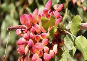 محصول باغ پسته دو سال دیگر وارد بازار می‌شود