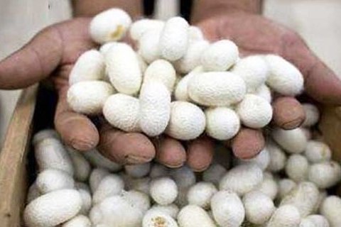 افزایش ۴ درصدی تولید پیله&zwnj;تر ابریشم در راز و جرگلان