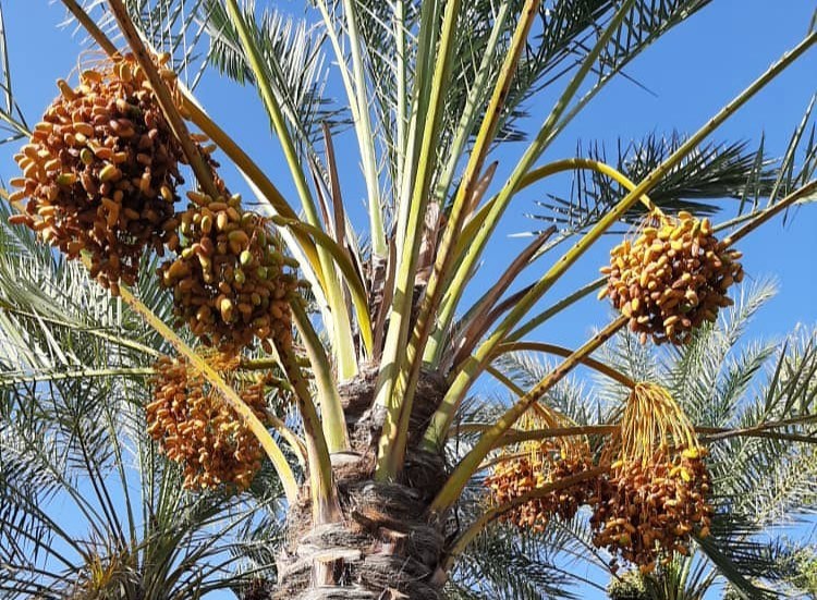 پیش بینی تولید ۸۴۰ تن خرمای زودرس در جنوب کرمان