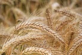 فعالیت ۷۰ مرکز خرید تضمینی گندم در آذربایجان شرقی