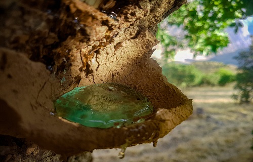 تلاش برای ثبت جهانی شیره سقز کردستان