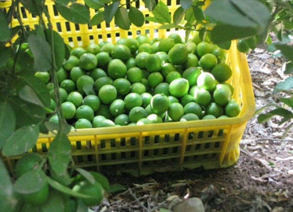 لیمو ترش