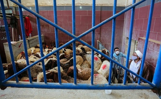 کشتارگاه صنعتی قم 