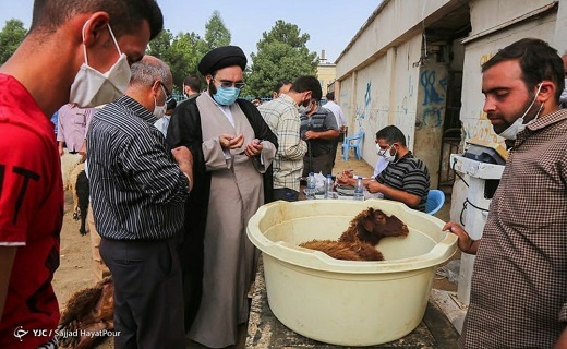 ذبح شرعی دام