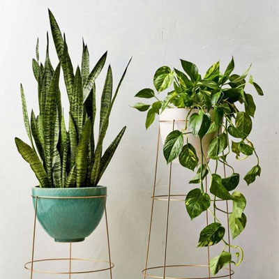 چقدر باید به گیاهان آب دهیم؟