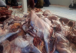 قربانی ۲۳۰ راس دام سبک و سنگین در بانه وره
